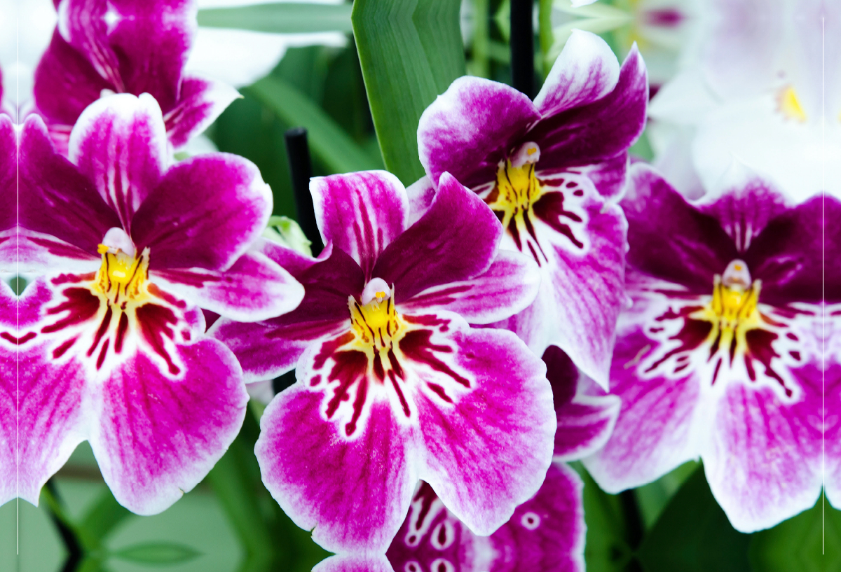 Miltonia Orchideen