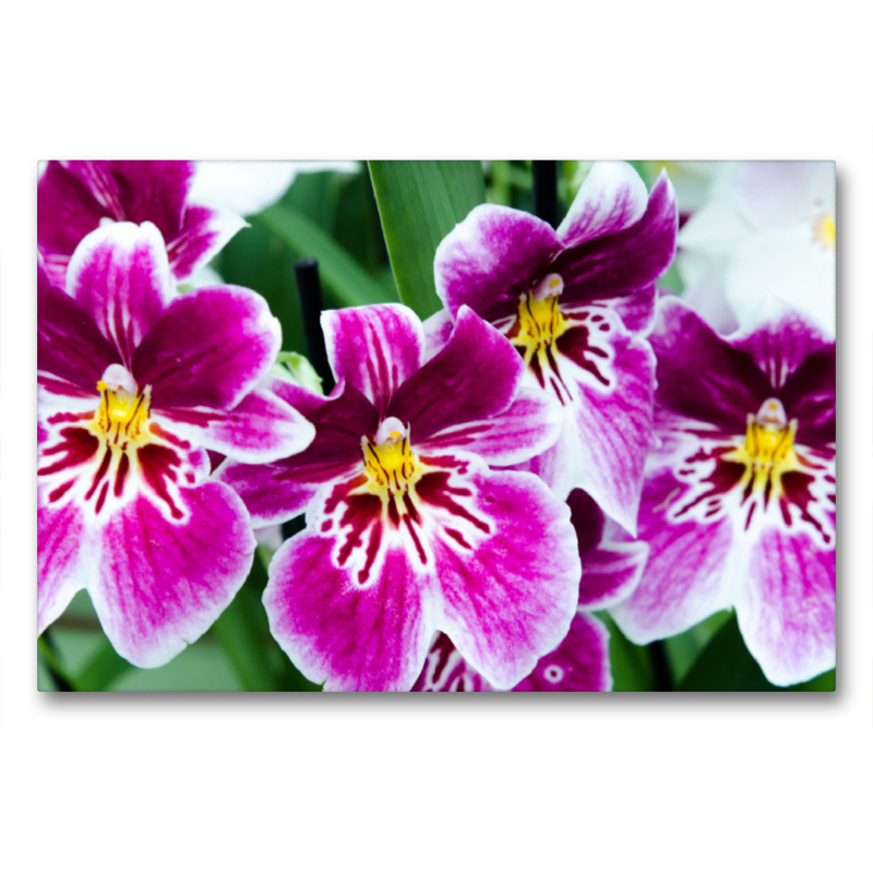 Miltonia Orchideen