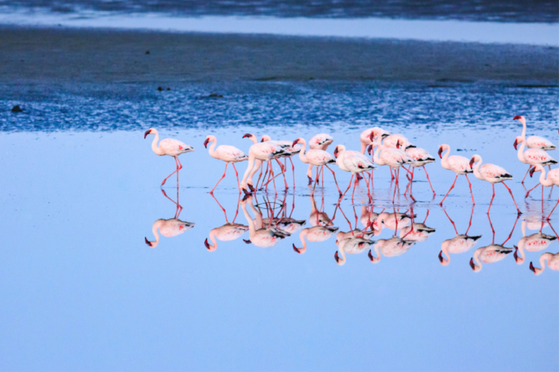 Flamingos, Walvis, Bay