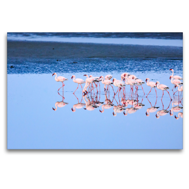 Flamingos, Walvis, Bay