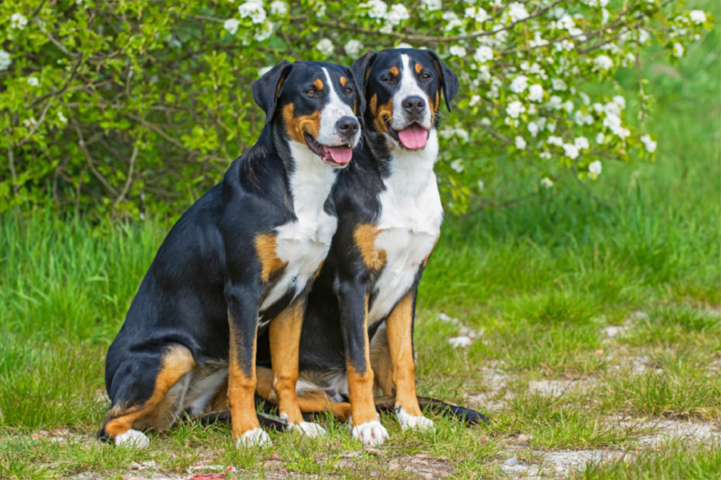 Großer Schweizer Sennenhund Junghündinnen