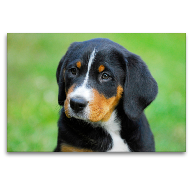 Appenzeller Sennenhund Welpe