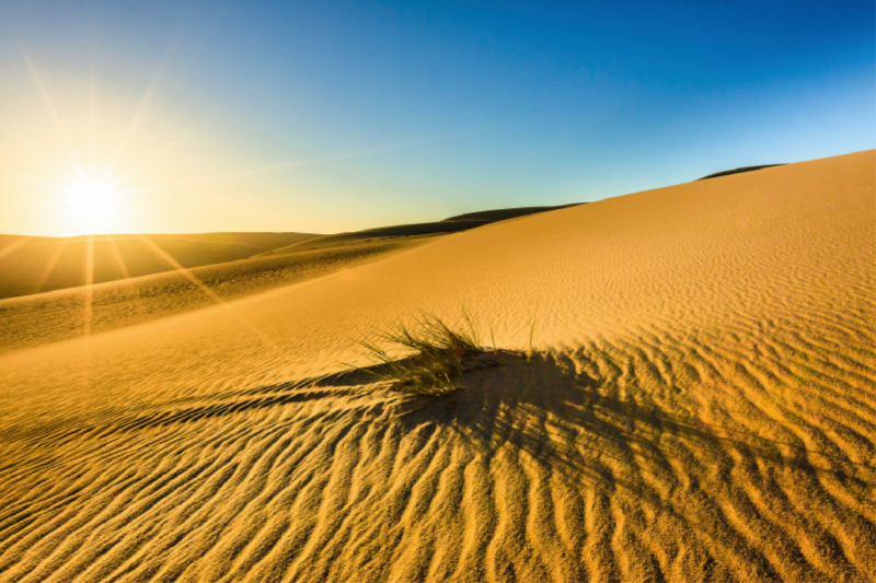 Grasbüschel im Sand der Namib