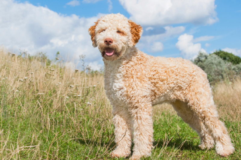 Orangefarbener Lagotto