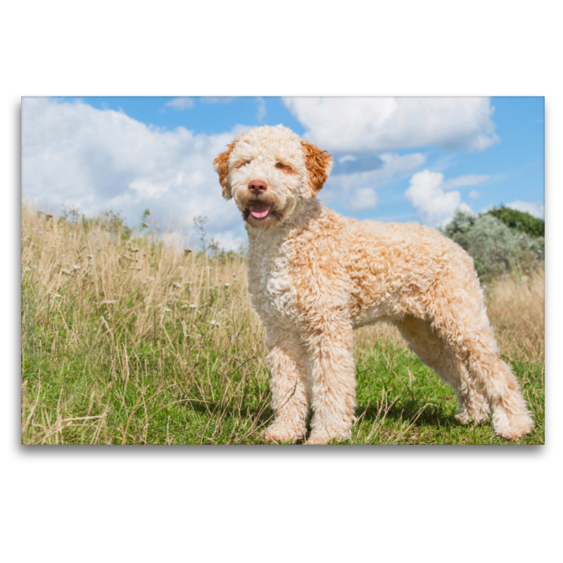 Orangefarbener Lagotto