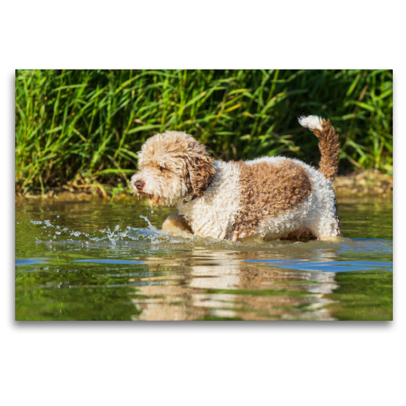 Ein Motiv aus dem Kalender Lagotto Romagnolo - Ein Hund zum Verlieben