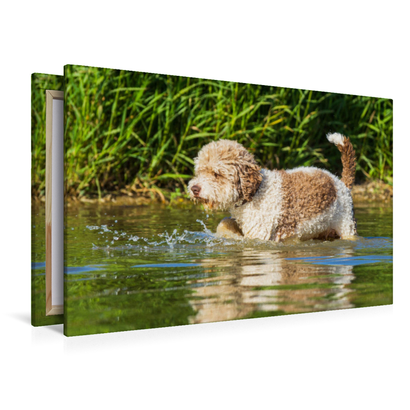 Ein Motiv aus dem Kalender Lagotto Romagnolo - Ein Hund zum Verlieben