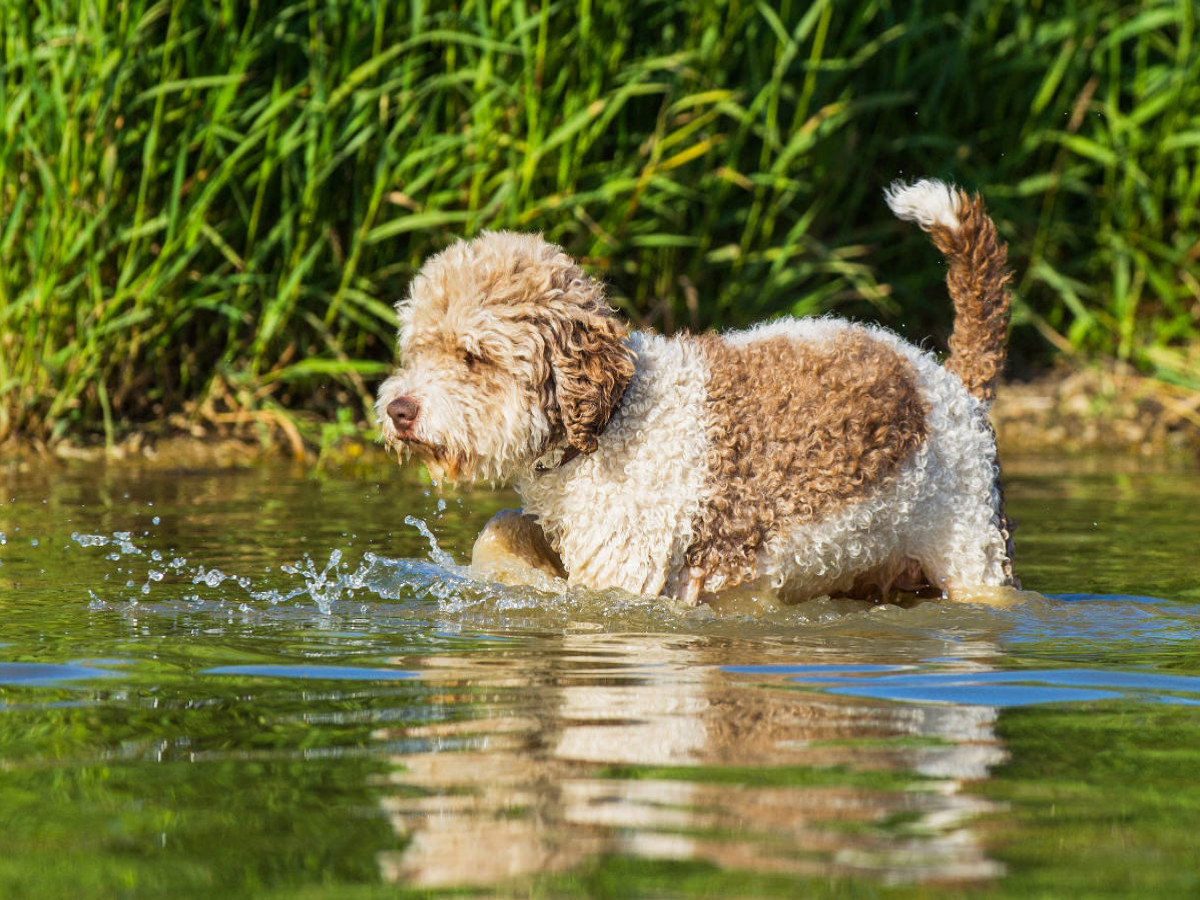 Ein Motiv aus dem Kalender Lagotto Romagnolo - Ein Hund zum Verlieben