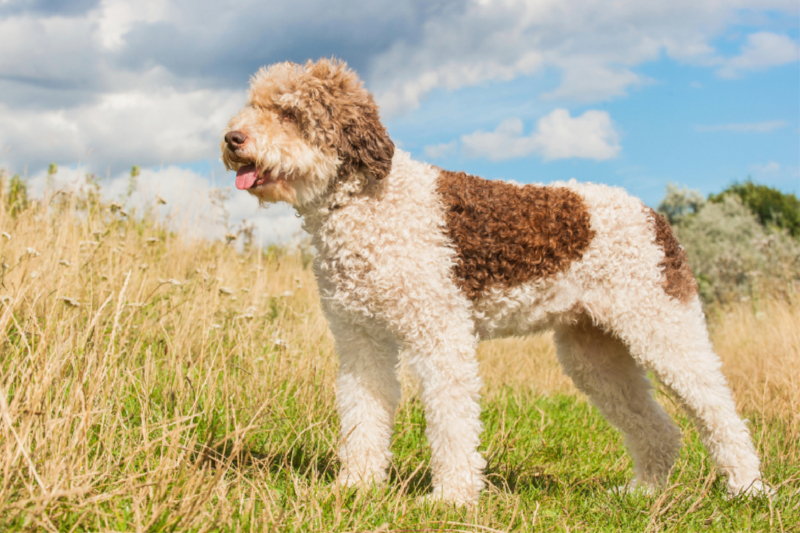 Ein Motiv aus dem Kalender Lagotto Romagnolo - Ein Hund zum Verlieben