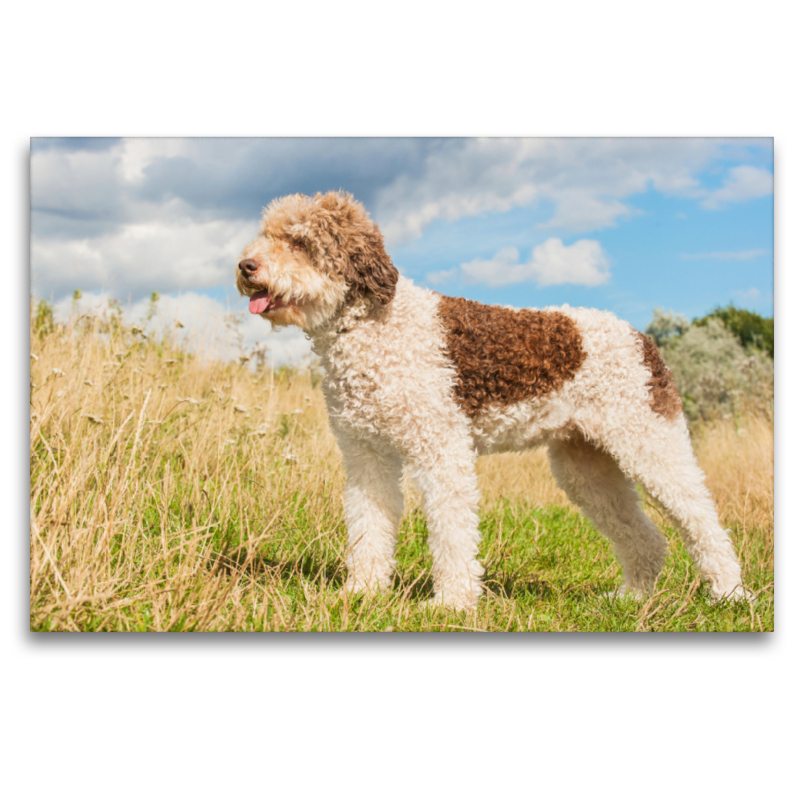 Ein Motiv aus dem Kalender Lagotto Romagnolo - Ein Hund zum Verlieben