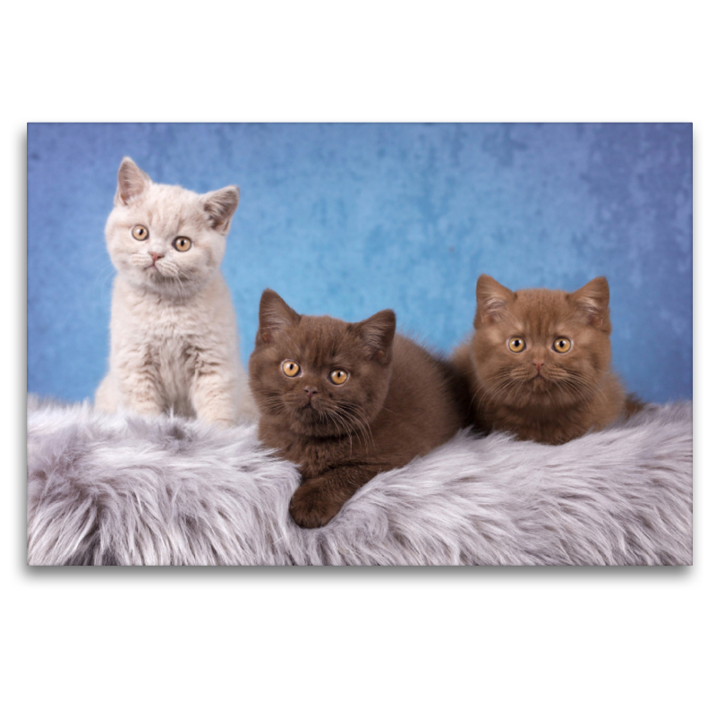 BKH Kitten in lilac, chocolate und cinnamon