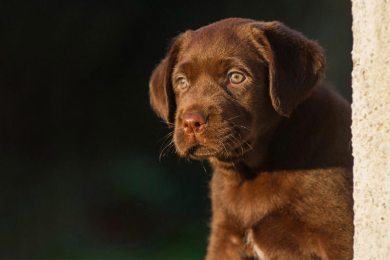 Ein Motiv aus dem Kalender Freund auf 4 Pfoten - Labrador Retriever