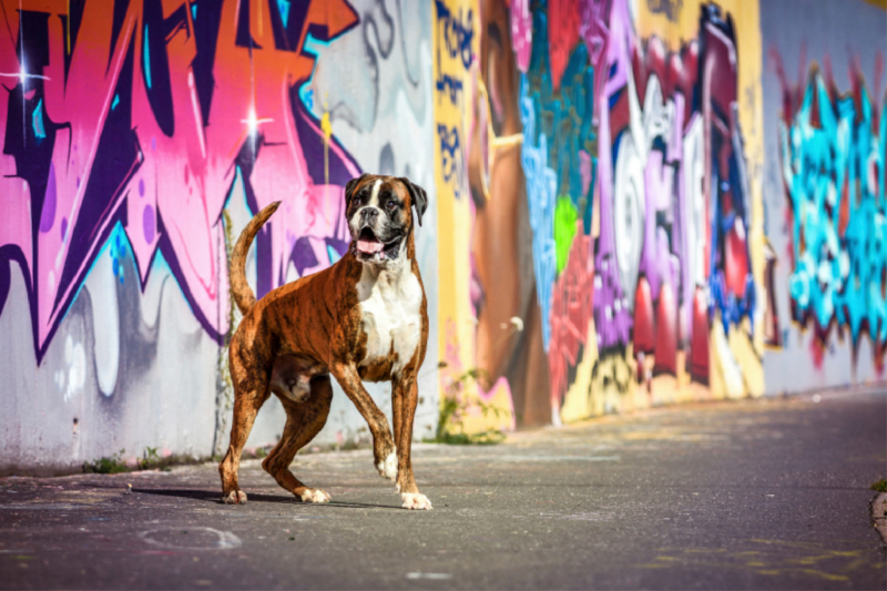 Deutscher Boxer steht vor einer Graffitiwand