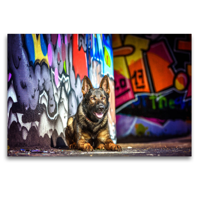 Deutscher Schäferhund liegt an einer Graffitiwand