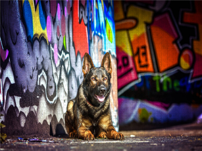 Deutscher Schäferhund liegt an einer Graffitiwand