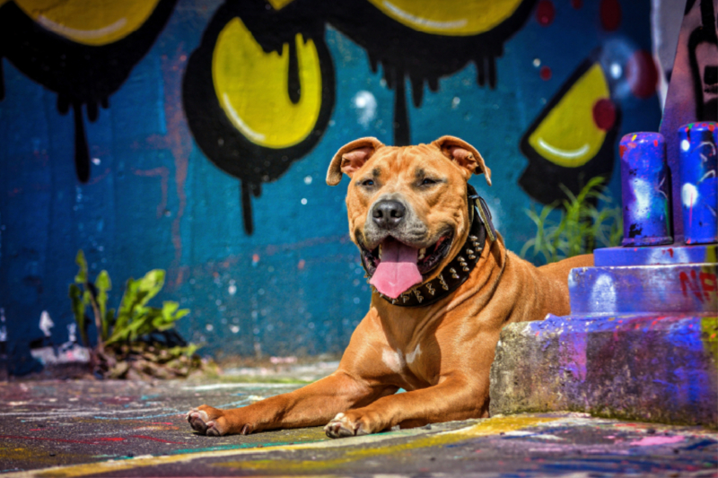 American Staffordshire Terrier liegt vor einer Graffitiwand