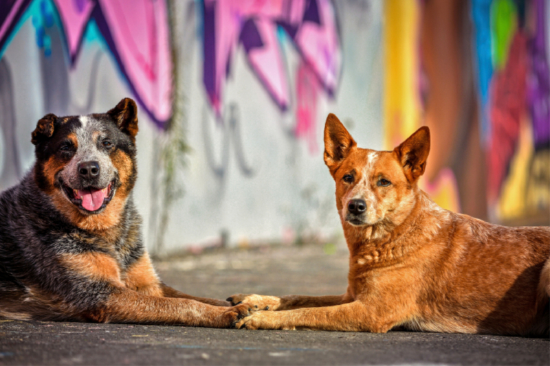 Zwei Cattledogs liegen vor einer Graffitiwand