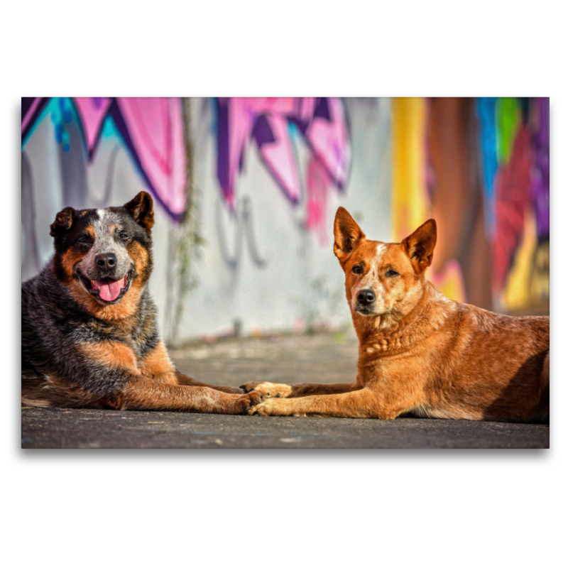 Zwei Cattledogs liegen vor einer Graffitiwand