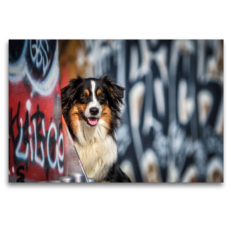 Australien Shepherd Potrait vor einer Graffitiwand