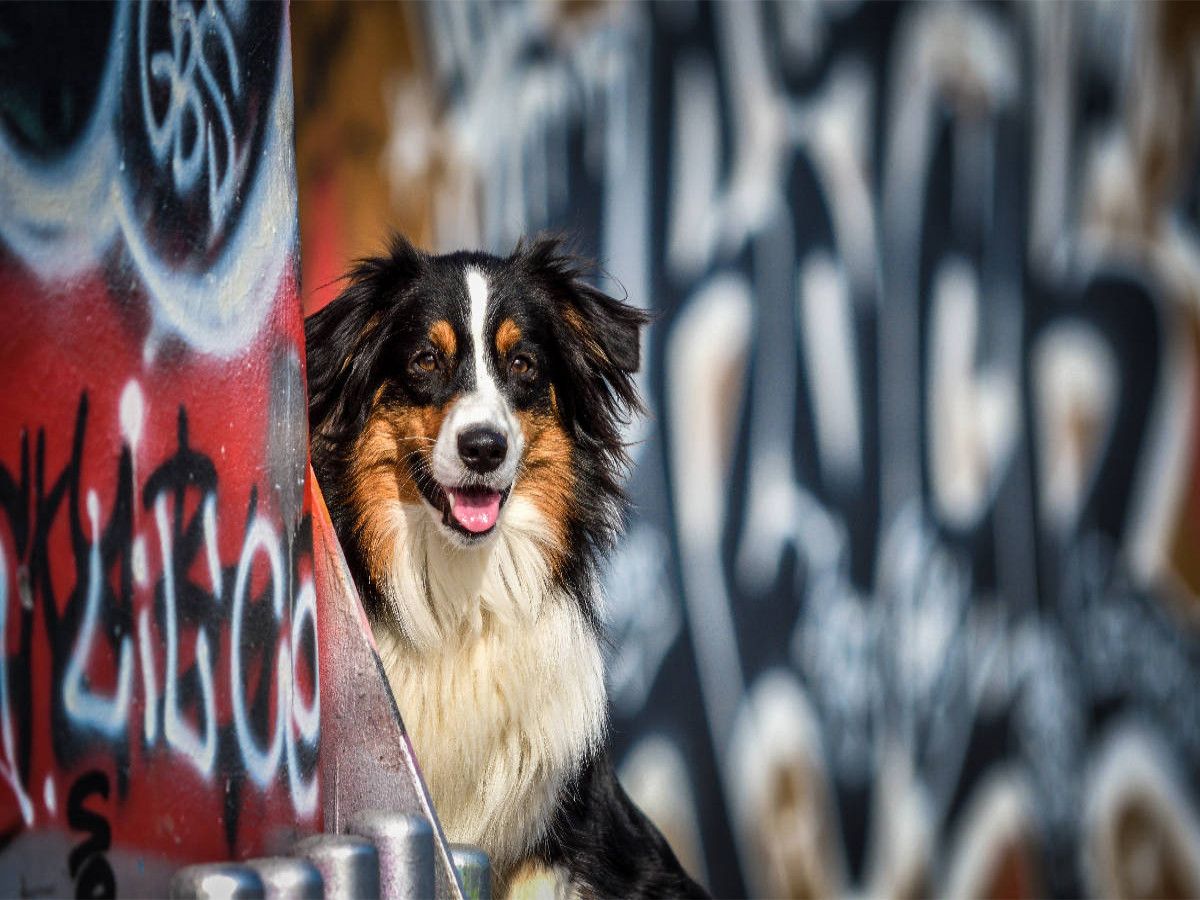 Australien Shepherd Potrait vor einer Graffitiwand