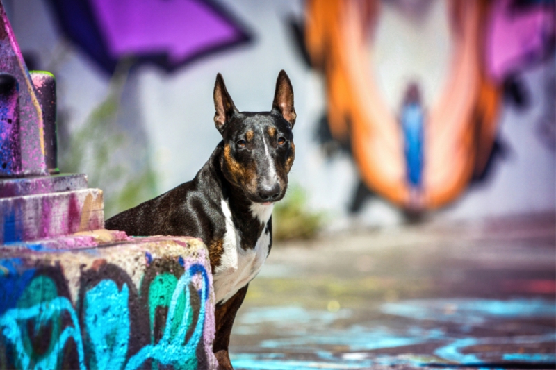 Miniaturbullterrier sitzt vor einer Graffitiwand