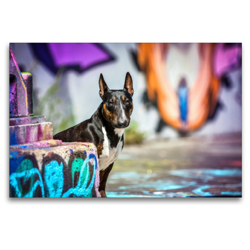 Miniaturbullterrier sitzt vor einer Graffitiwand