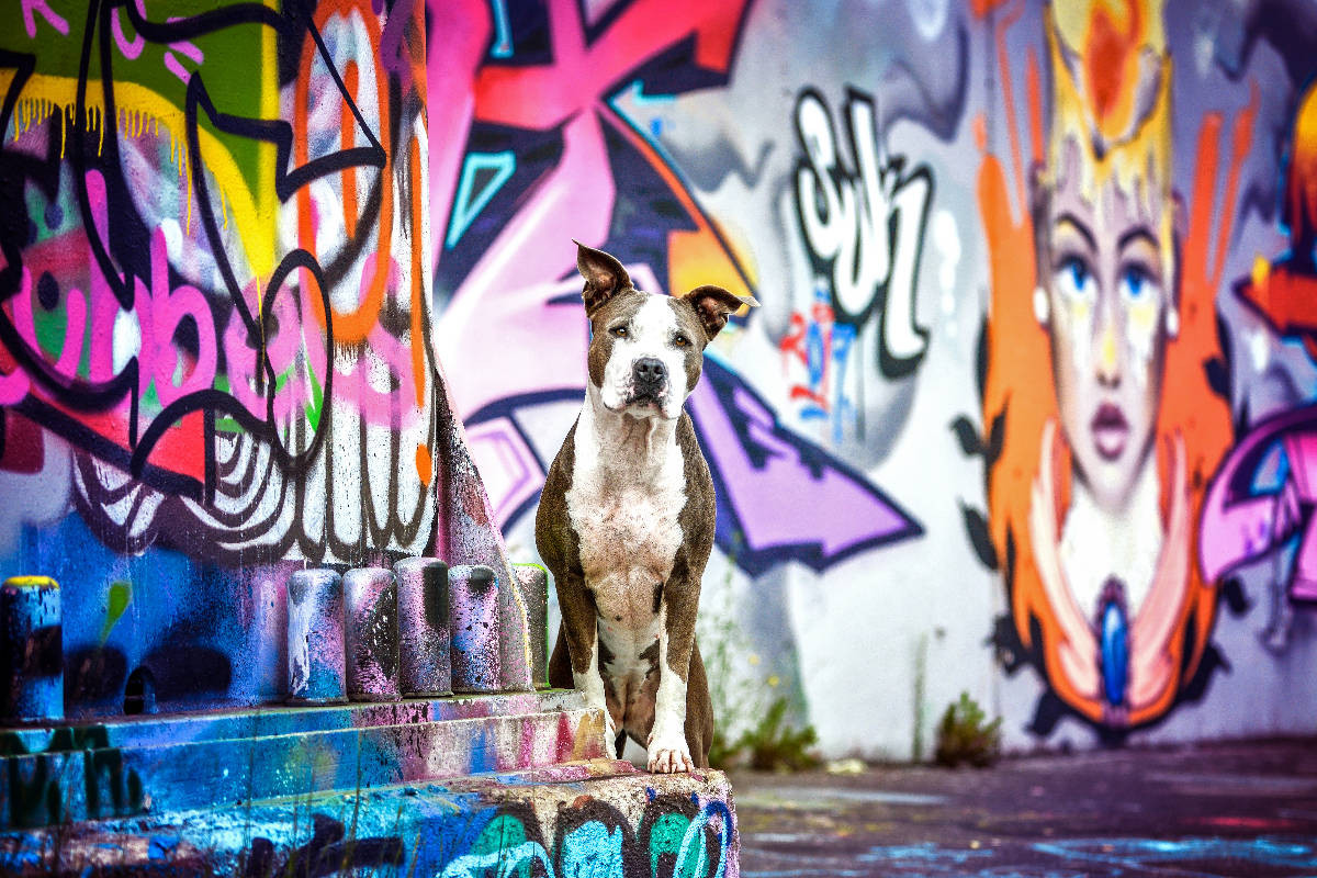 American Staffordshire Terrier steht an einer Graffitiwand