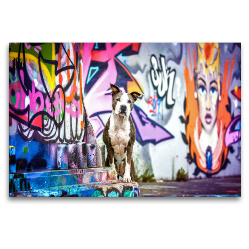 American Staffordshire Terrier steht an einer Graffitiwand