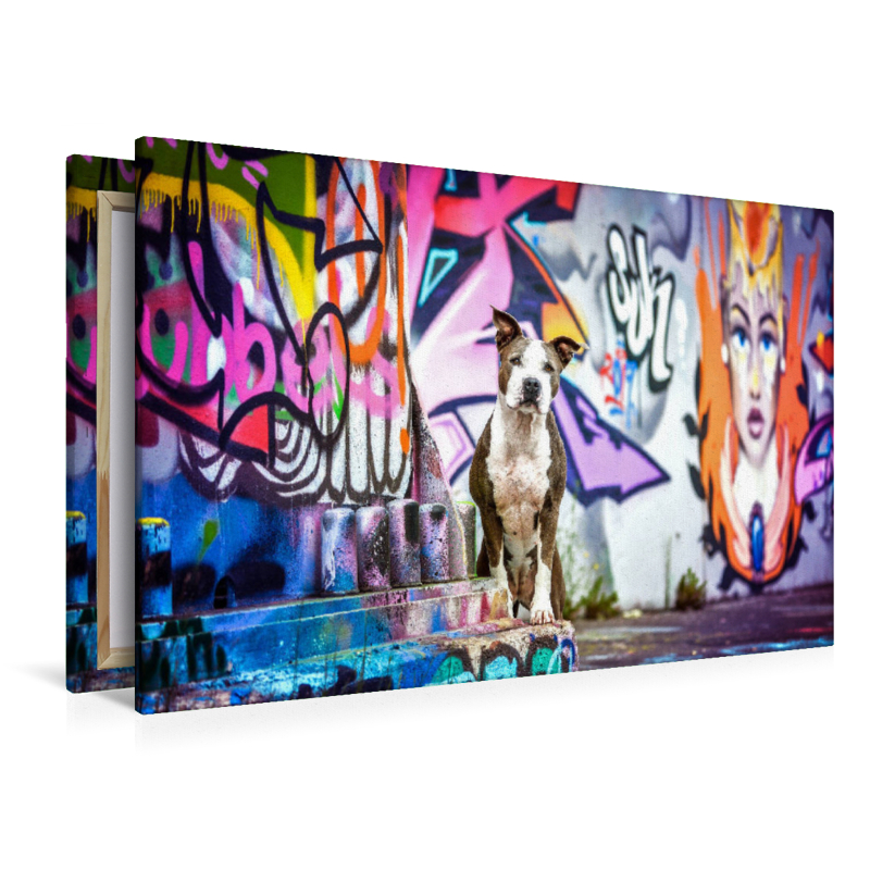 American Staffordshire Terrier steht an einer Graffitiwand