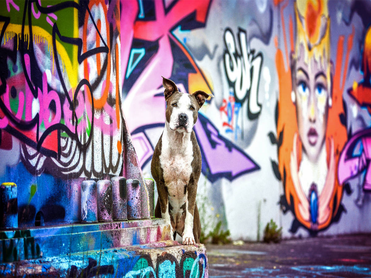 American Staffordshire Terrier steht an einer Graffitiwand