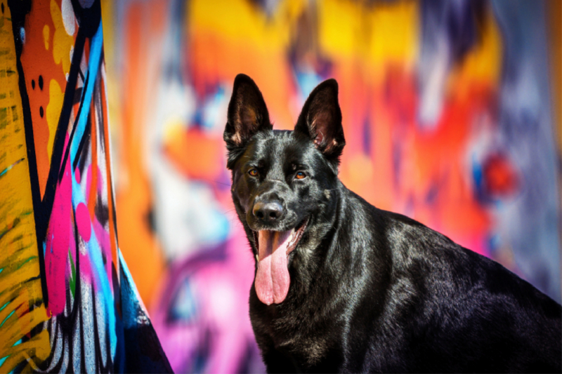 Deutscher Schäferhund Potrait vor einer  Graffitiwand