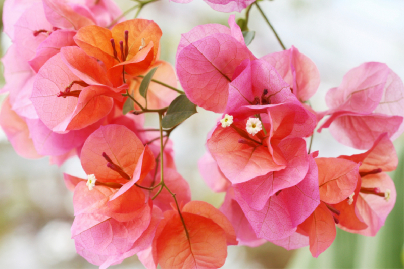 Bougainvillea