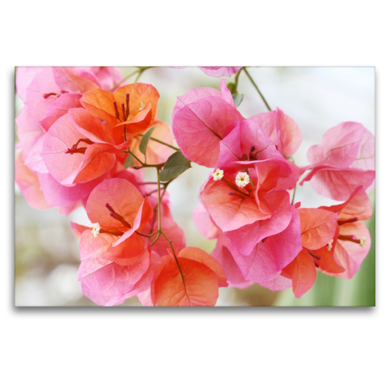 Bougainvillea