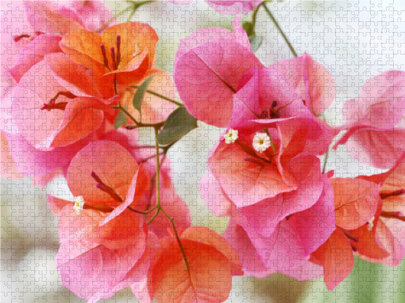 Bougainvillea