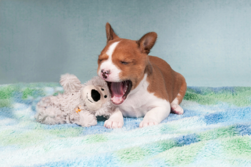 Ein Motiv aus dem Kalender Wunderbare Basenji Welpenzeit