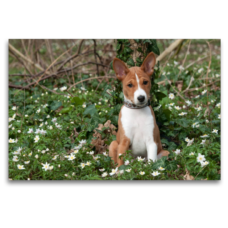 Ein Motiv aus dem Kalender Wunderbare Basenji Welpenzeit