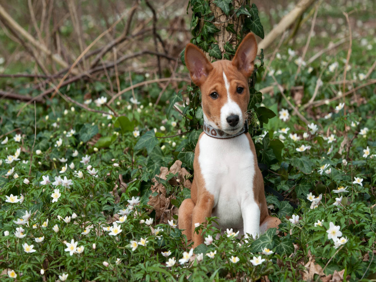 Ein Motiv aus dem Kalender Wunderbare Basenji Welpenzeit