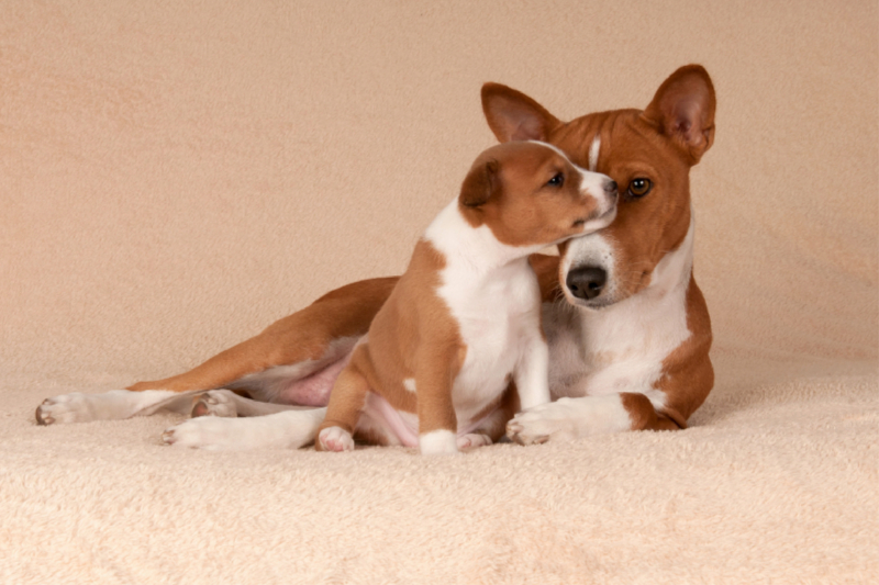 Ein Motiv aus dem Kalender Wunderbare Basenji Welpenzeit