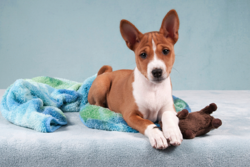 Ein Motiv aus dem Kalender Wunderbare Basenji Welpenzeit