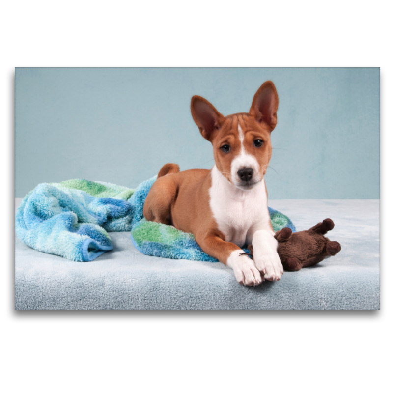 Ein Motiv aus dem Kalender Wunderbare Basenji Welpenzeit