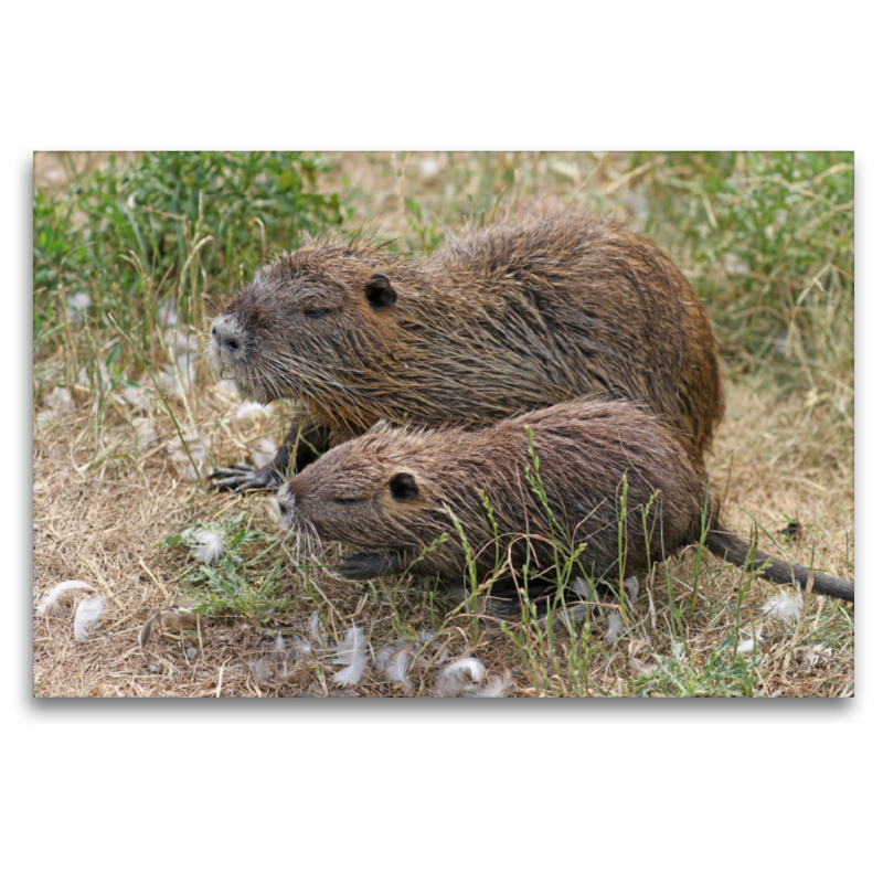 NUTRIA mit Nachwuchs