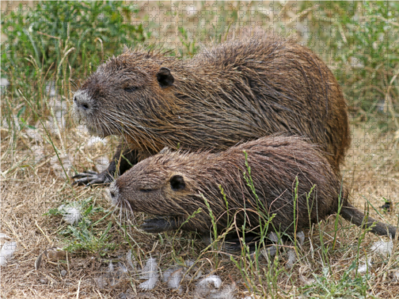 NUTRIA mit Nachwuchs