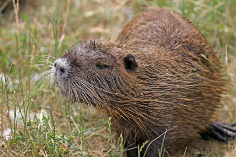 NUTRIA