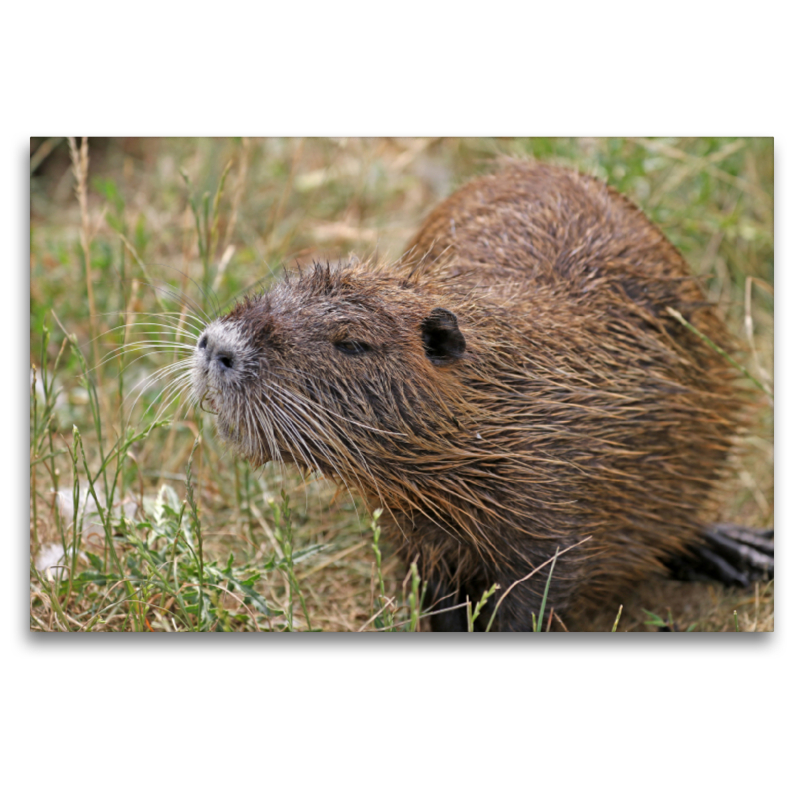 NUTRIA