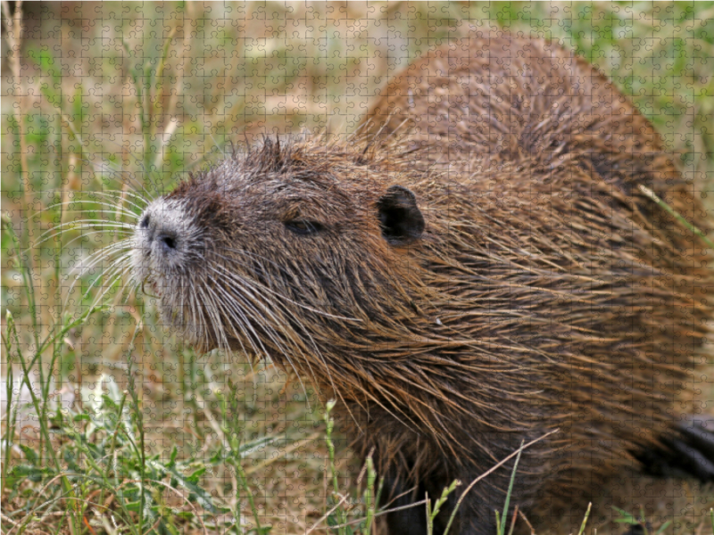 NUTRIA