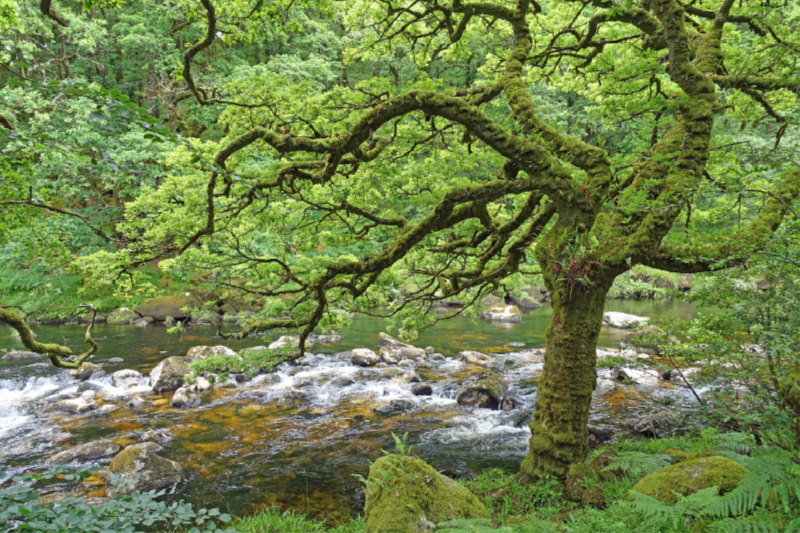 Wilder Fluss in üppig grüner Natur