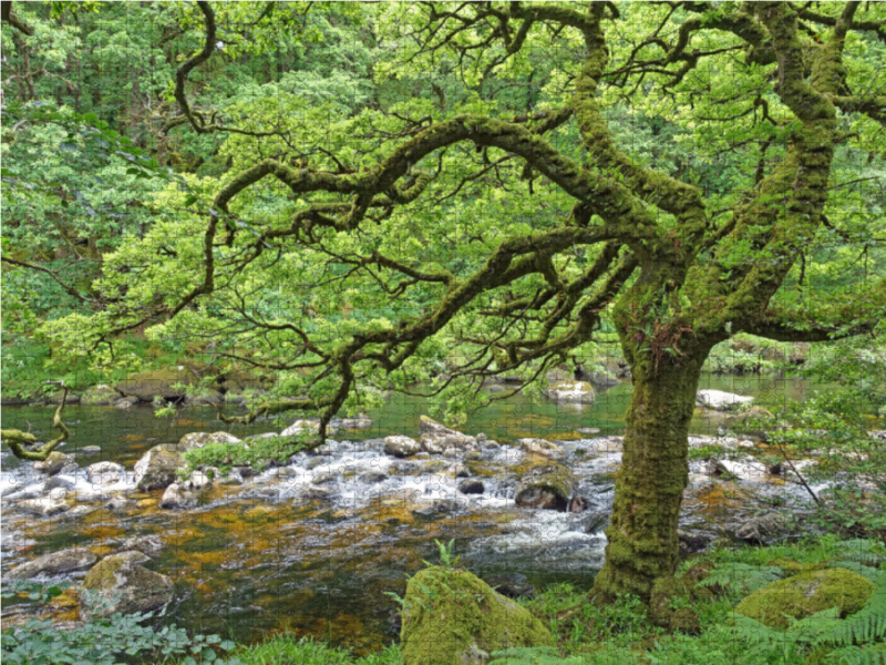 Wilder Fluss in üppig grüner Natur