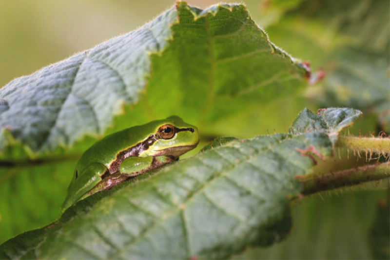 Der Laubfrosch