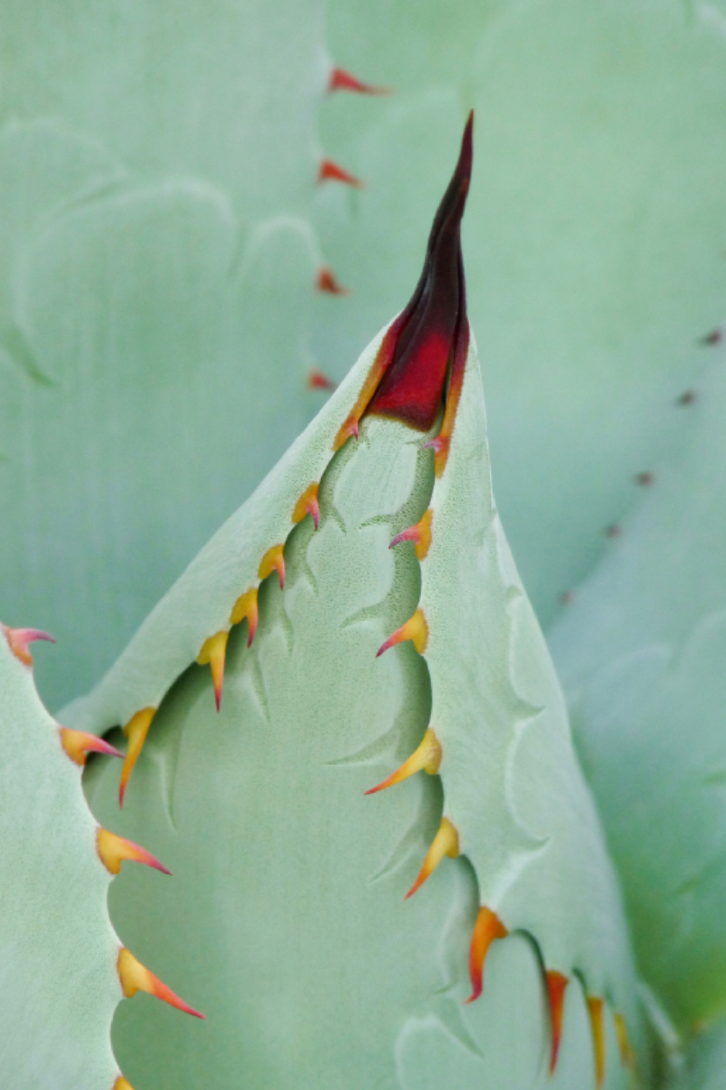 Agave