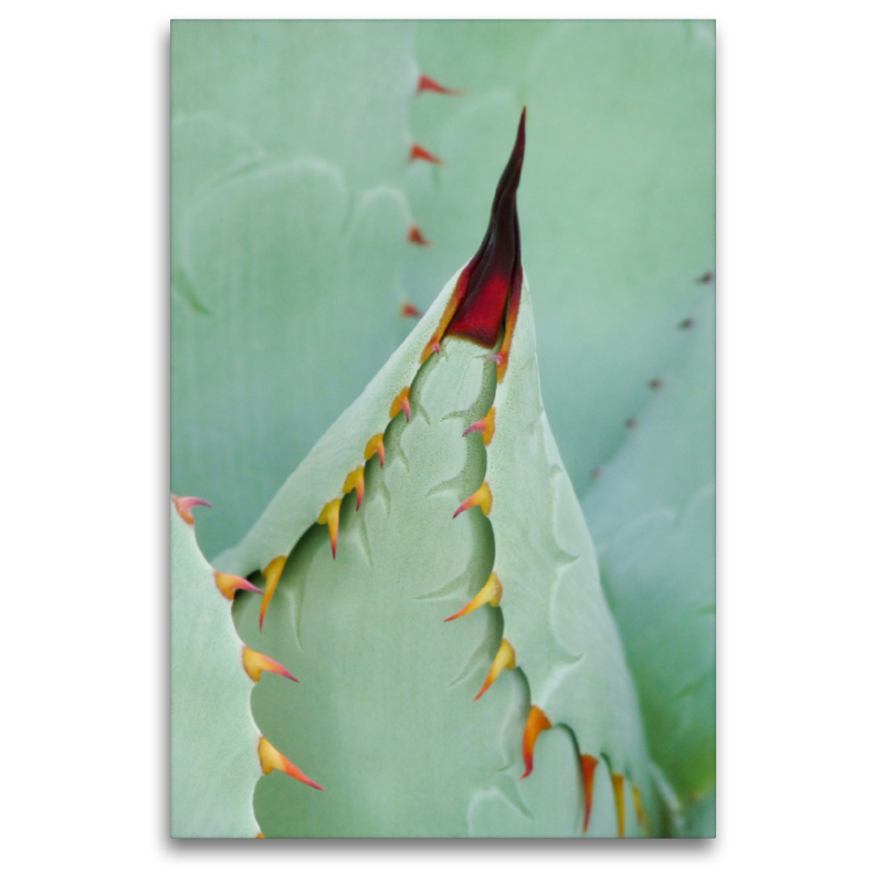 Agave